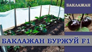 БАКЛАЖАН БУРЖУЙ F1 - РАННЕСПЕЛЫЙ ГИБРИД СО ВКУСОМ ГРИБОВ