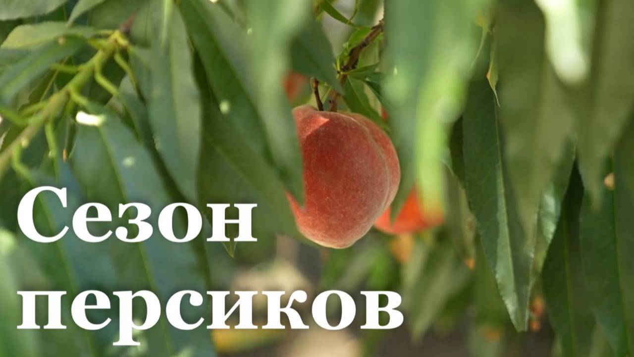 В ЛНР созрели редкие для региона фрукты