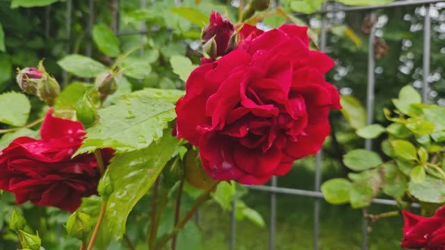 Июльские краски в саду смотреть онлайн