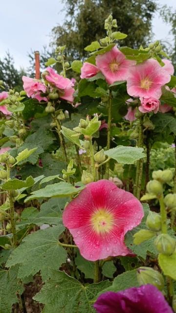 Мальвы цветут. Мой сад.