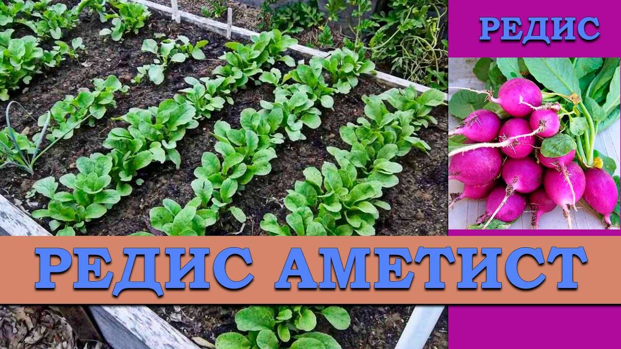 Редис Аметист - Скороспелый необычный сорт с яркой пурпурной кожурой и очень вкусной белой мякотью