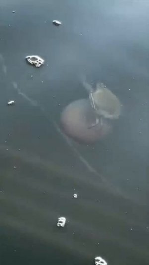 Просто краб катается верхом