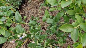 Какая ягода на сеянцах голубики из семян Чандлера,кустам 4-ый год.