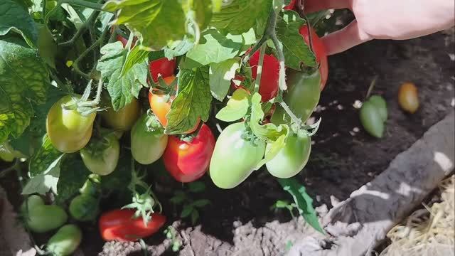 382 Томаты сорта"комнатный сюрприз" в теплице на 14августа. Обзор томатов. смотреть онлайн