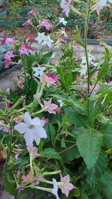 Душистый табак - неприхотливый однолетник для сада и дачи. #цветы смотреть онлайн