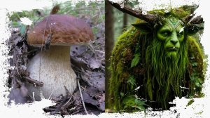 Вот что значит подкормить лесного духа! БЕЛЫЕ ГРИБЫ! Грибы и лес!