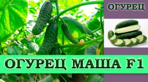 ОГУРЕЦ МАША F1 - РАННИЙ САМООПЫЛЯЕМЫЙ ГИБРИД С ВКУСНЫМИ КОРНИШОНАМИ БЕЗ ГОРИЧИ
