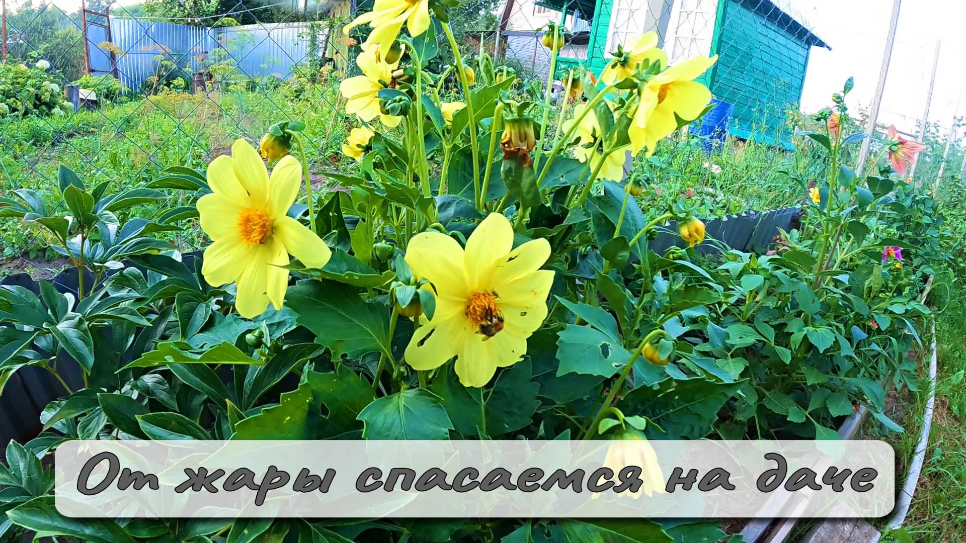 ОТ ЖАРЫ СПАСАЕМСЯ НА ДАЧЕ смотреть онлайн