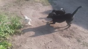 Сериал «Пёс» Пёс 8 серия Кошечки собачки