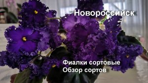 Фиалки обзор сортов 2025 г. Новороссийск