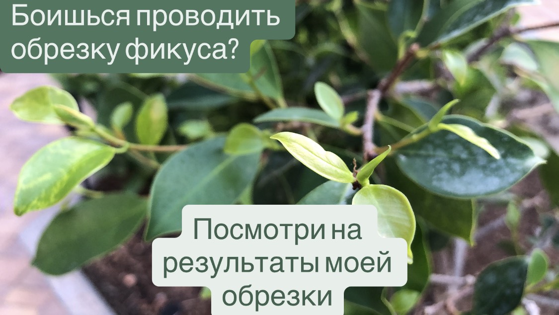 Видео мотивация к обрезке и формированию фикуса смотреть онлайн