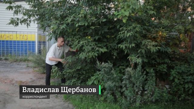 «Серый, найдись»! Сотни жителей Королёва объединились в поисках пропавшей собаки смотреть онлайн