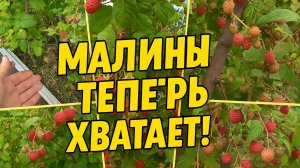 Что будет, если зарыть доски и ветки в землю? Малиновый восторг!