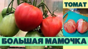 ТОМАТ БОЛЬШАЯ МАМОЧКА - НЕПРИХОТЛИВЫЙ НИЗКОРОСЛЫЙ УСТОЙЧИВЫЙ К ЗАБОЛЕВАНИЯМ СОРТ