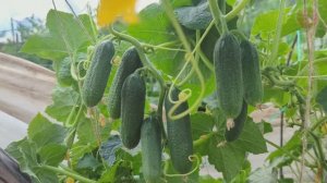 Информация золото для дачников! Как совмещать фитоспорин и триходерму чтобы усилить друг друга.