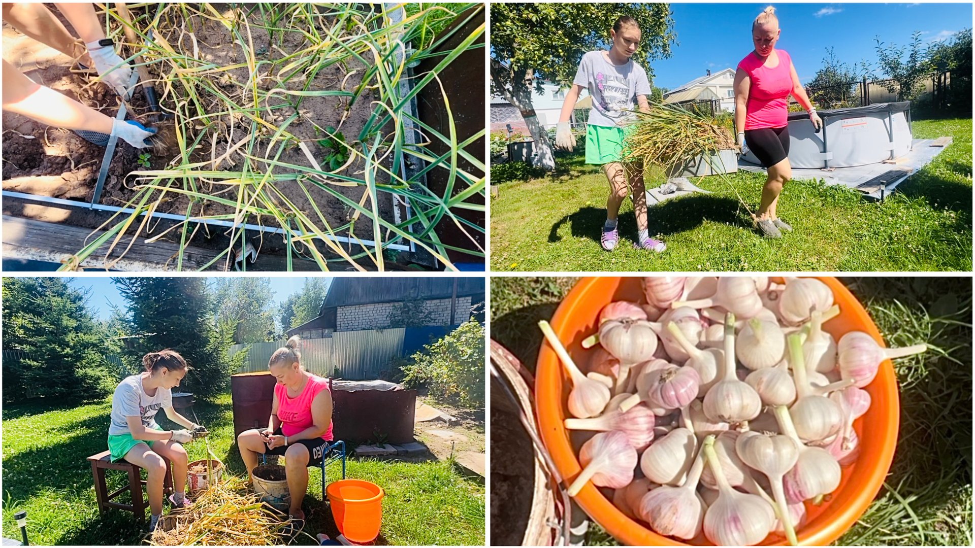 26 июля. УБОРКА ЧЕСНОКА. Огурцы в кольцо. смотреть онлайн