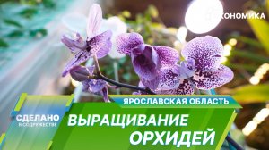 Самый дорогой цветок в мире: как в Ярославской области выращивают орхидеи?