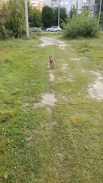Риччи 🐕 Самая сладкая собака 🐕 смотреть онлайн