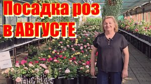 Пересадка и посадка роз в АВГУСТЕ 2025 г.