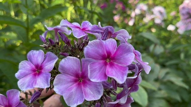 Цветение флоксов в саду Самойленко Ирины и Сергея 20 и 28 июля 2025 смотреть онлайн