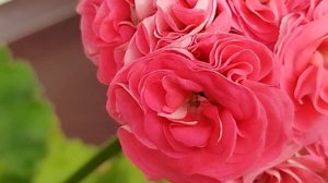 v12*СИМ Сеньорита, Midori Bouke, G. Antique Rose и Anita. 2 часть