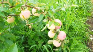 Сорт яблок Абрикосовое