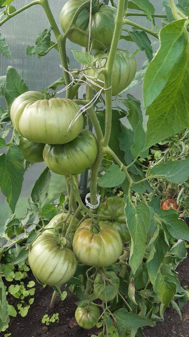 ТОМАТ ПОЛЬСКАЯ ГОРДОСТЬ МАРДЖА - ДЛЯ ЛЮБИТЕЛЕЙ КРУПНОПЛОДНЫХ ТОМАТОВ. ОБЗОР СОРТА смотреть онлайн