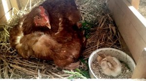 Наседка охраняет своих цыплят