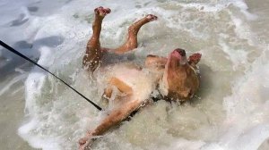 Когда ваша собака впервые сталкивается с океаном! 😂 Смешные собаки и вода