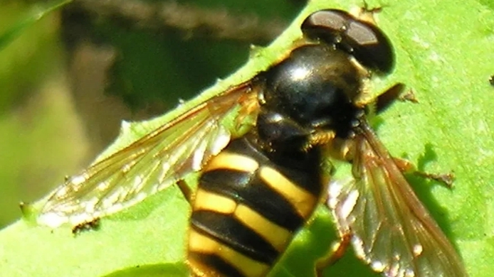 убиваю мух и ос, 1 часть