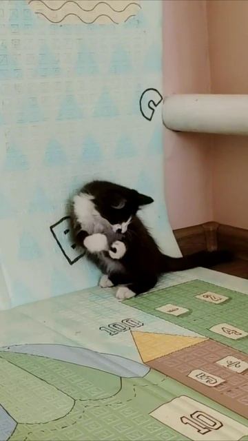 Котенок играет с игрушечной мышкой. смотреть онлайн