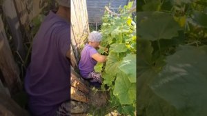 Жизнь в деревне 👍