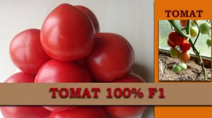 Томат 100  F1 - Холодостойкий раннеспелый гибрид