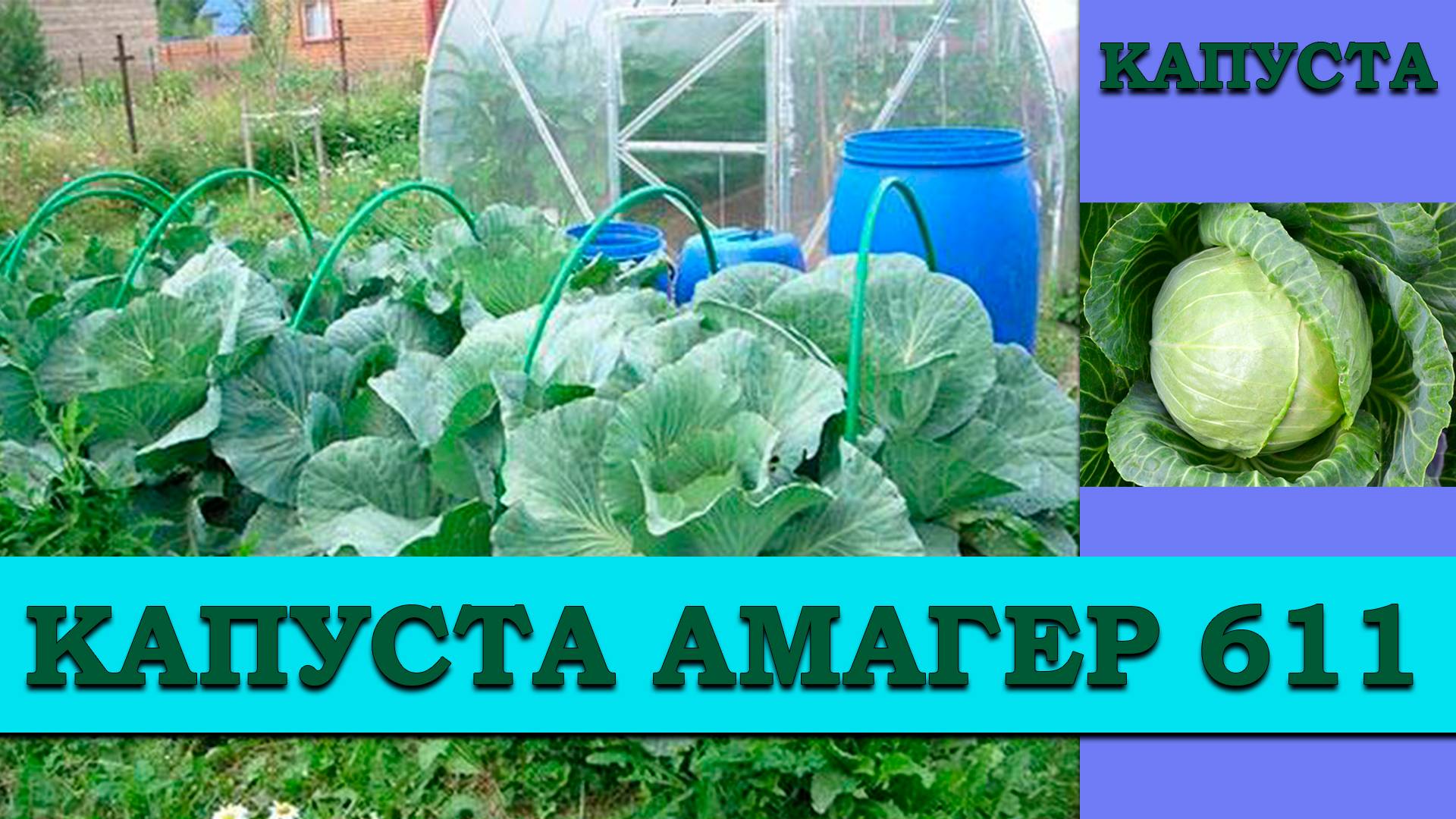 КАПУСТА АМАГЕР 611 - ПОЗДНЕСПЕЛЫЙ СОРТ ДЛЯ ЗИМНЕГО ХРАНЕНИЯ УСТОЙЧИВЫЙ К РАСТРЕСКИВАНИЮ