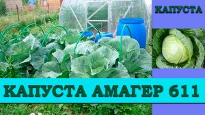 КАПУСТА АМАГЕР 611 - ПОЗДНЕСПЕЛЫЙ СОРТ ДЛЯ ЗИМНЕГО ХРАНЕНИЯ УСТОЙЧИВЫЙ К РАСТРЕСКИВАНИЮ