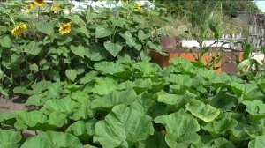 Формировка тыквы