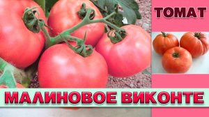 ТОМАТ МАЛИНОВОЕ ВИКОНТЕ - РАННЕСПЕЛЫЙ ПОПУЛЯРНЫЙ  УСТОЙЧИВЫЙ К ЗАБОЛЕВАНИЯМ КРУПНОПЛОДНЫЙ СОРТ