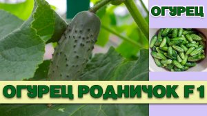 ОГУРЕЦ РОДНИЧОК F1 - СЧИТАЕТСЯ ОДНИМ ИЗ САМЫХ ВКУСНЫХ ОГУРЦОВ ГОРЕЧЬ УСТРАНЕНА ГЕНЕТИЧЕСКИ