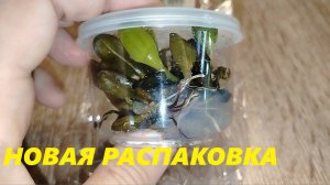 Весна-лето 2025. Новые растения.