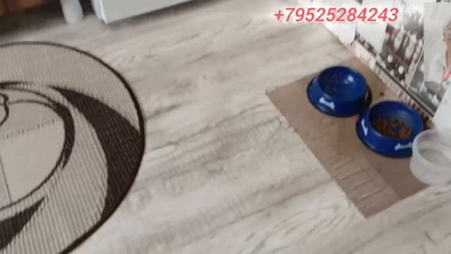 куса смотреть онлайн