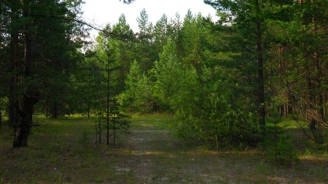 Дневник натуралиста: наблюдение за природой в средней полосе России Июль 2025г