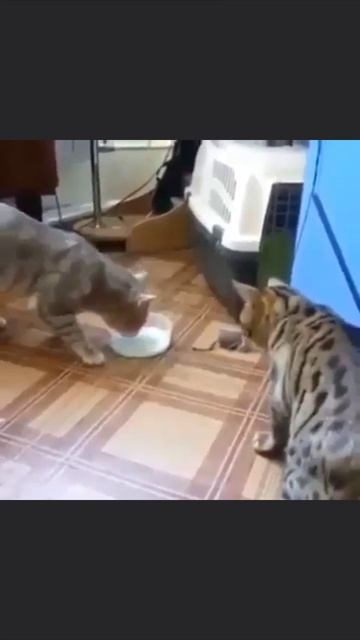 Ладно держи, сам держи смотреть онлайн