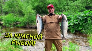 Рыбалка на горбушу 2025 | Река Максимовка