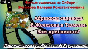 Абрикосы садовода В.Железова в Тюмени. Вам приснилось.