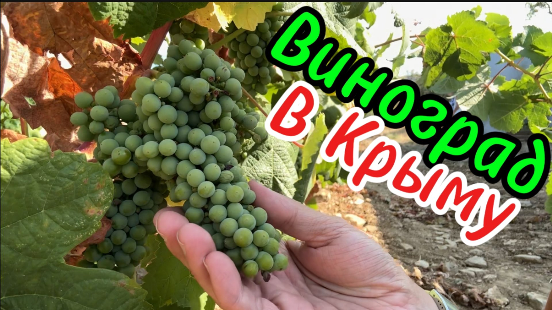 Как растет виноград в Крыму. Солнечная Долина. 30 июля 2025 год. Виноградники Голицына смотреть онлайн