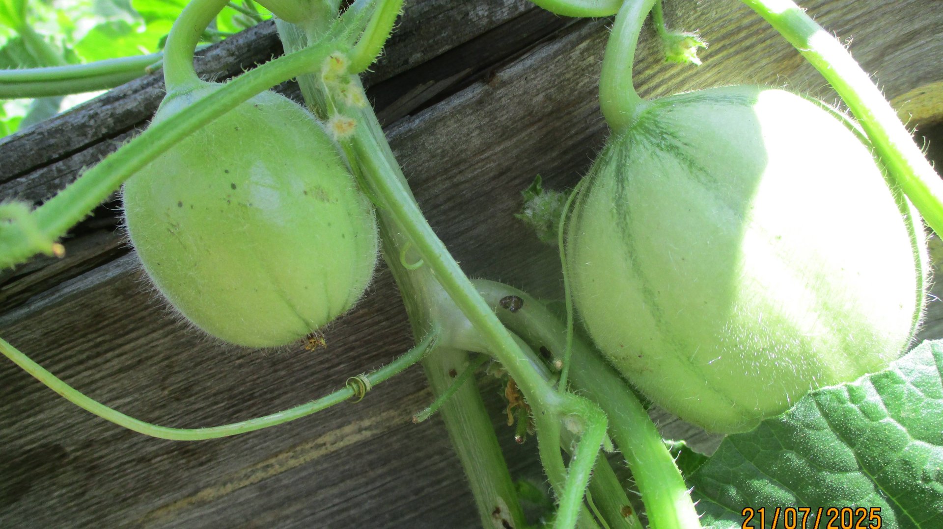 Огородная азбука Ольги Черновой.