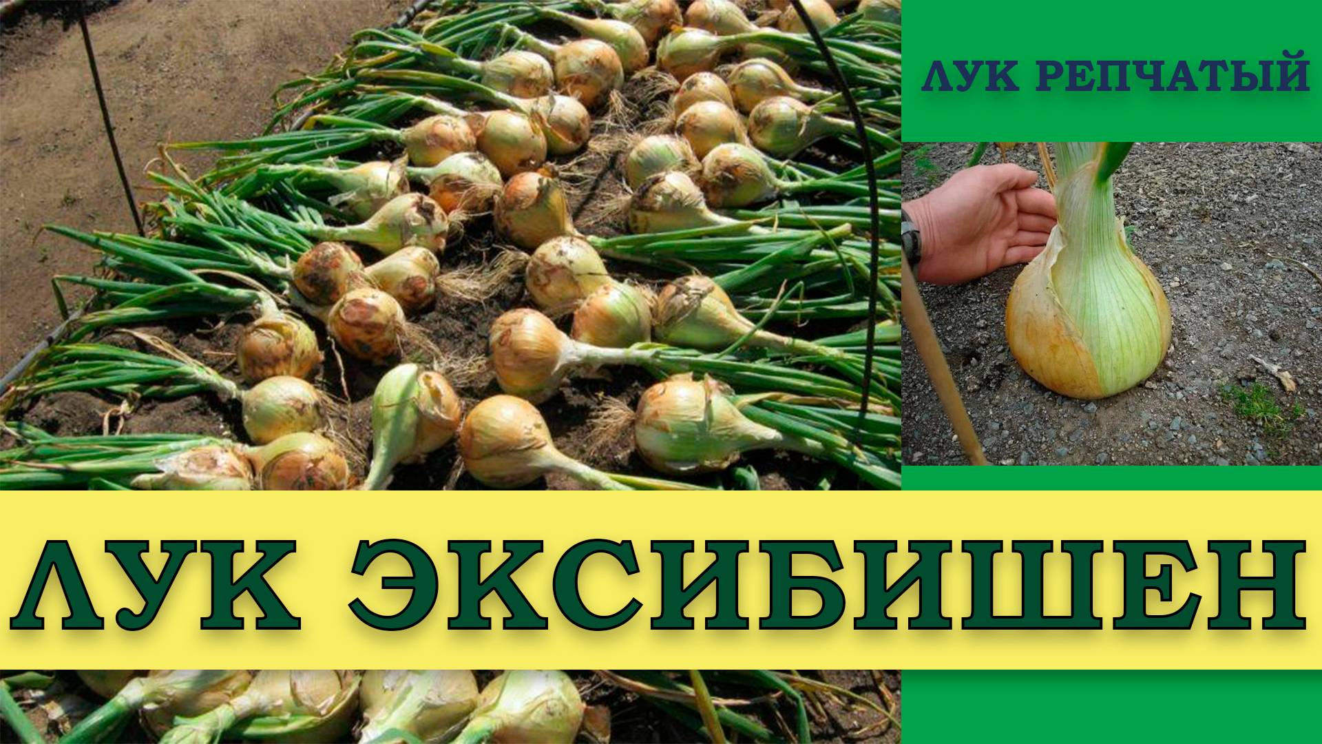 Лук ЭКСИБИШЕН - ГИГАНТСКИЙ СОЧНЫЙ РЕПЧАТЫЙ ЛУК В ОДНОЛЕТНЕЙ КУЛЬТУРЕ
