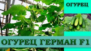 ОГУРЕЦ ГЕРМАН F1 - РАННЕСПЕЛЫЙ, ПОПУЛЯРНЫЙ, УРОЖАЙНЫЙ ГИБРИД БЕЗ ГОРЕЧИ ИДЕАЛЬНЫЙ ДЛЯ ВСЕХ ПОЧВ