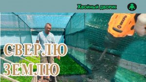 Для чего я сверлю землю? Как посадить черенки туи смарагд, черенкование хвойных растений.