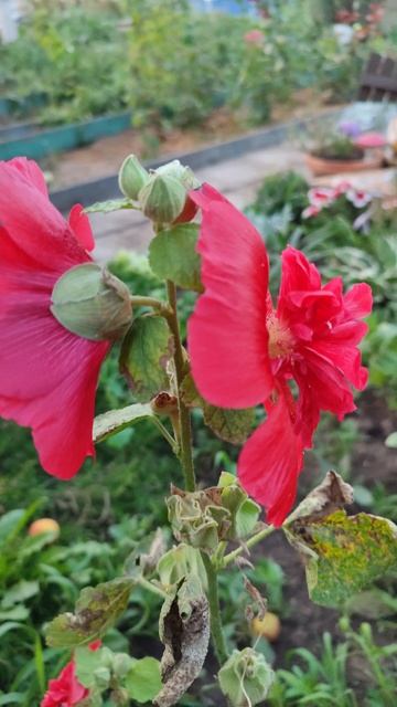 Шток-роза (мальва) смотреть онлайн